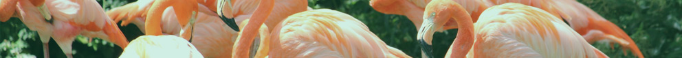 Planet Zoo header