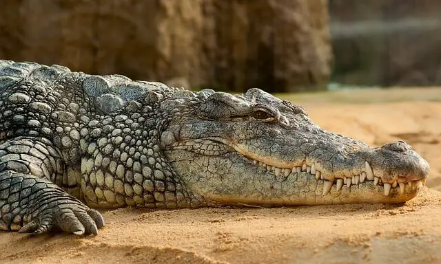 Nile crocodile laying on sand